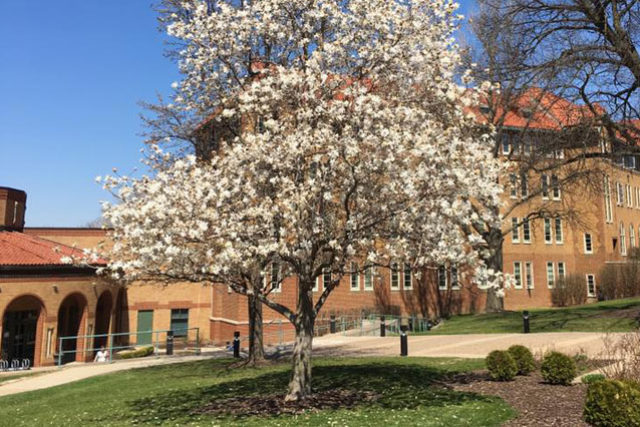 Blooming tree on campus